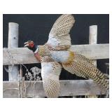 UNIQUE PHEASENT MOUNT