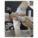 UNIQUE PHEASENT MOUNT