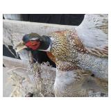 UNIQUE PHEASENT MOUNT