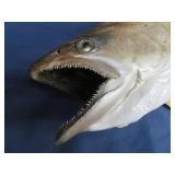 25 LB KING SAMON MOUNT
