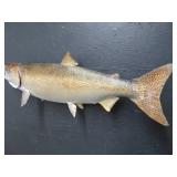 25 LB KING SAMON MOUNT