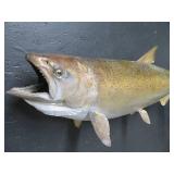 25 LB KING SAMON MOUNT