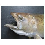 25 LB KING SAMON MOUNT
