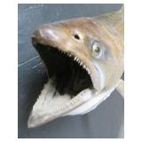 25 LB KING SAMON MOUNT