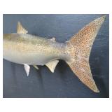 25 LB KING SAMON MOUNT