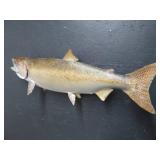 25 LB KING SAMON MOUNT