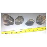 4 Fabulous Rocks  Some Fossils