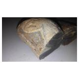 4 Fabulous Rocks  Some Fossils
