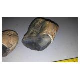 4 Fabulous Rocks  Some Fossils
