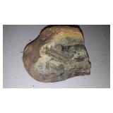 4 Fabulous Rocks  Some Fossils