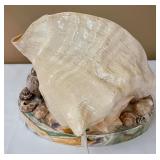Sensational Seashell Lamp