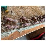 Cast Iron Wagon & Horses