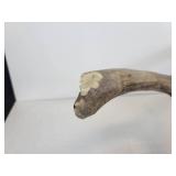 Elk Antler and Pair of Scythe Blades