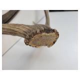 Elk Antler and Pair of Scythe Blades