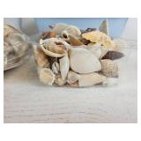 Lot of Glass Marbles and Sea Shells for Home Décor - NO SHIPPING