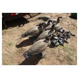 *7* Flambeau Judge Full Bodied Goose Decoys with Extra Pieces