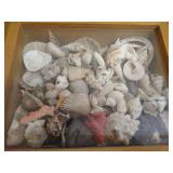 Wooden Glass Front Box With Seashells