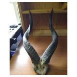 Antelope Horns