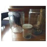 Fossil Collection, Stingray Egg, And Bones