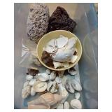 Sea Shells, Pumice, Etc.