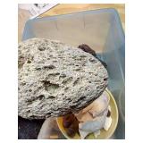 Sea Shells, Pumice, Etc.
