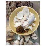 Sea Shells, Pumice, Etc.