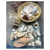 Sea Shells, Pumice, Etc.