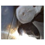 Box of Big Shells & Jar of Chrystals