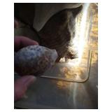 Box of Big Shells & Jar of Chrystals