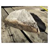 Large (9x14) Chunk of Petrified Wood