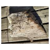 Large (9x14) Chunk of Petrified Wood