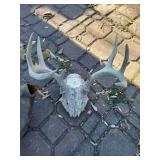 Cast Iron Water Kettle & Deer Antler Rack
