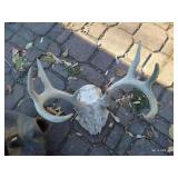 Cast Iron Water Kettle & Deer Antler Rack