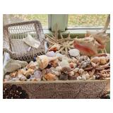 Steel & Glass Shelf/Sea Shells & Décor Lot