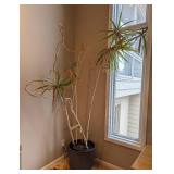 Large Potted House Plant