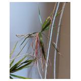 Large Potted House Plant