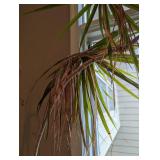 Large Potted House Plant