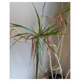 Large Potted House Plant