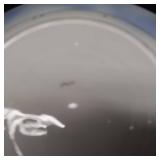 VINTAGE FLOW BLUE 9 INCH BOWL