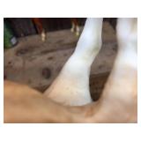 Group Bryer & Other Horses - Western Toy Items