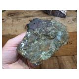 Petrified Wood-Cut Mineral Samples