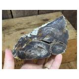 Petrified Wood-Cut Mineral Samples