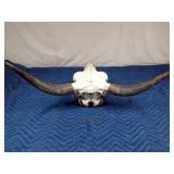 Yak skull with horns