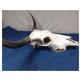 Yak skull with horns