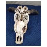 Yak skull with horns
