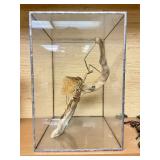 LARGE "Walking Stick" Insect Specimen w/Display Case - New Guinea - Phasma Reinwardfii