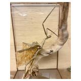 LARGE "Walking Stick" Insect Specimen w/Display Case - New Guinea - Phasma Reinwardfii