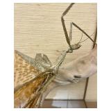 LARGE "Walking Stick" Insect Specimen w/Display Case - New Guinea - Phasma Reinwardfii