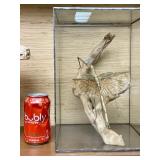 LARGE "Walking Stick" Insect Specimen w/Display Case - New Guinea - Phasma Reinwardfii