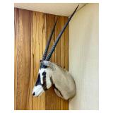 Large Genuine African Oryx Taxidermy Mount